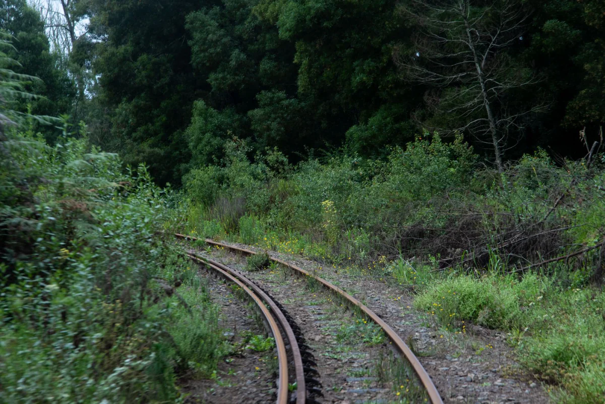 Gleiskurve im Wald, Büsche und Gräser wachsen bis an die Schienen heran